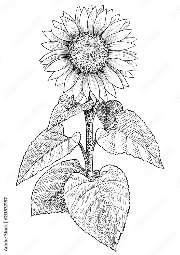 Fototapeta premium Sunflower illustration, drawing, engraving, ink, line art, vector