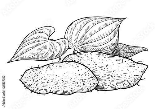 Yam root illustration, drawing, engraving, ink, line art, vector