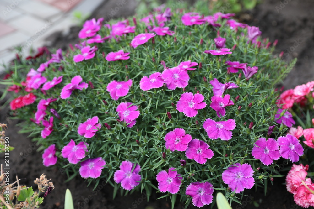 Obraz premium Bright flowers of a carnation