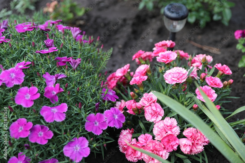 Bright flowers of a carnation