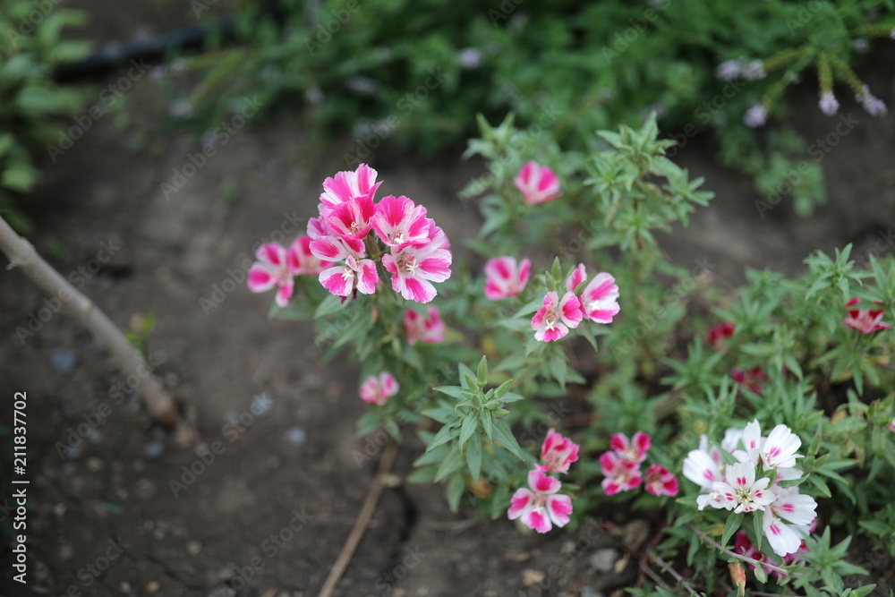 Bright flowers of a carnation Bright flowers of a carnation