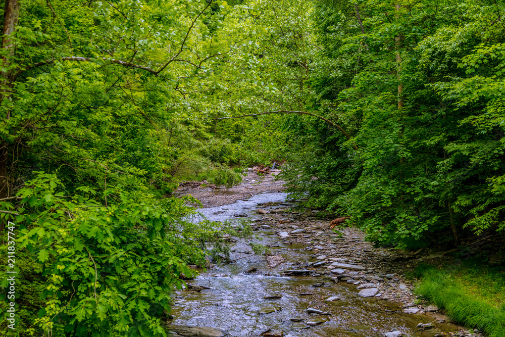 Stream in Woods with trees and logs and rocks Stream in Woods with trees and logs and rocks