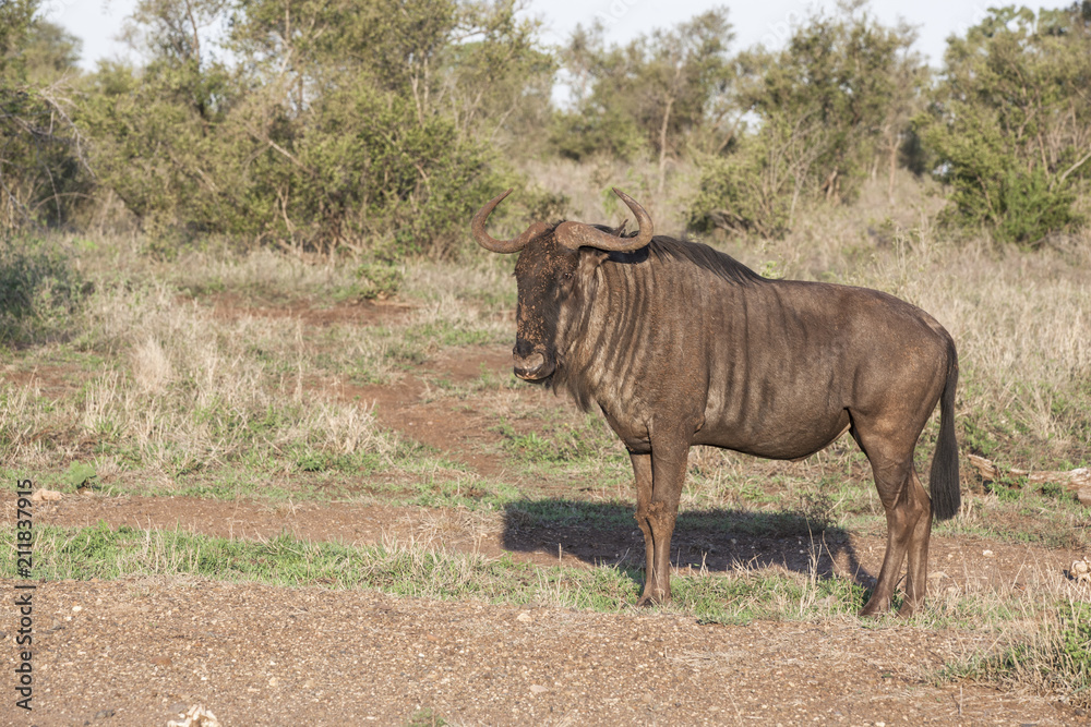 Fototapeta premium blue wildebeest