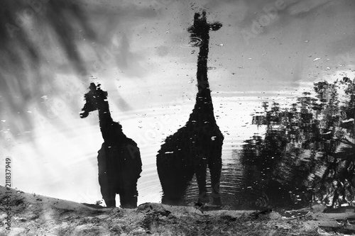 Canvas Print water reflection of two giraffes at a waterhole in monochrome, Kruger National P