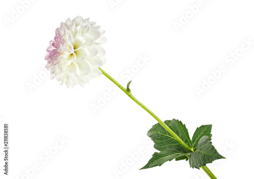White dahlia flower isolated on white background