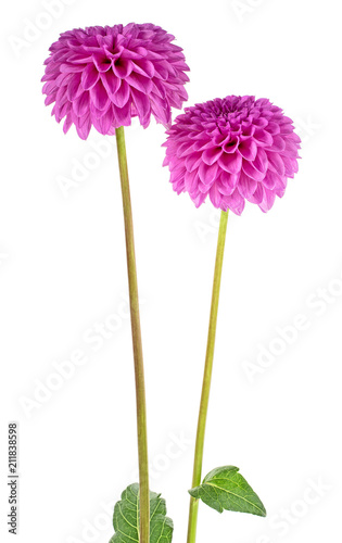 Fototapeta Naklejka Na Ścianę i Meble -  Two dahlia flowers on a white background