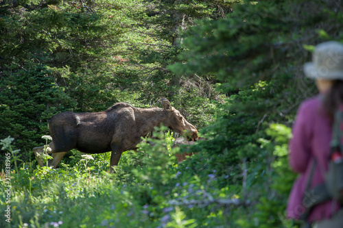 Hiker in wilderness meets moose 