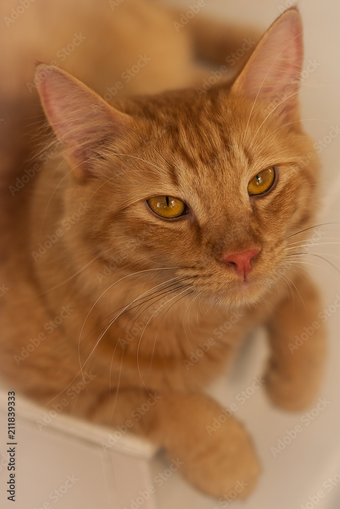 domestic orange cat 