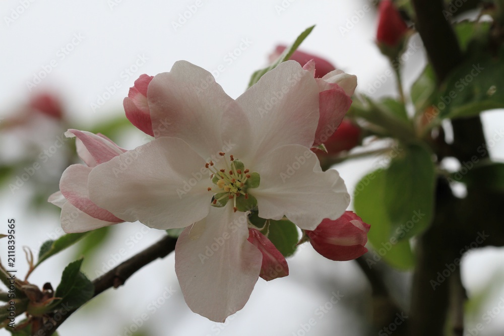 Obraz premium Kirschblüte