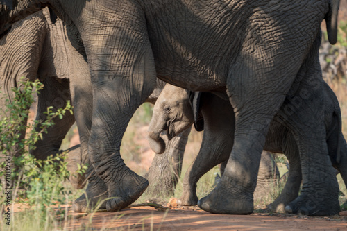 Elefantenjunges (Elephantidae), Südafrika, Afrika photo