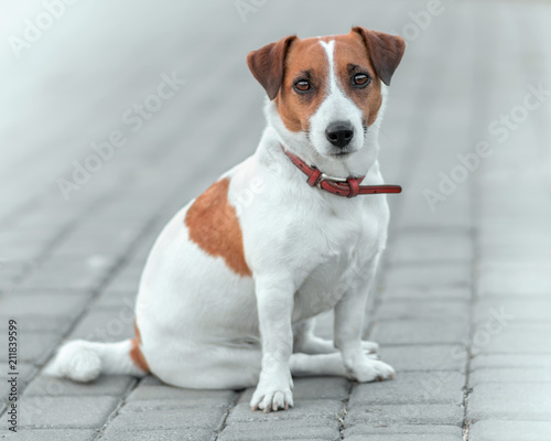 Close-up portrait of cute small dog jack russel terrier sitting outside on gray paving slab at summer day. Front of adorable pet looking into camera