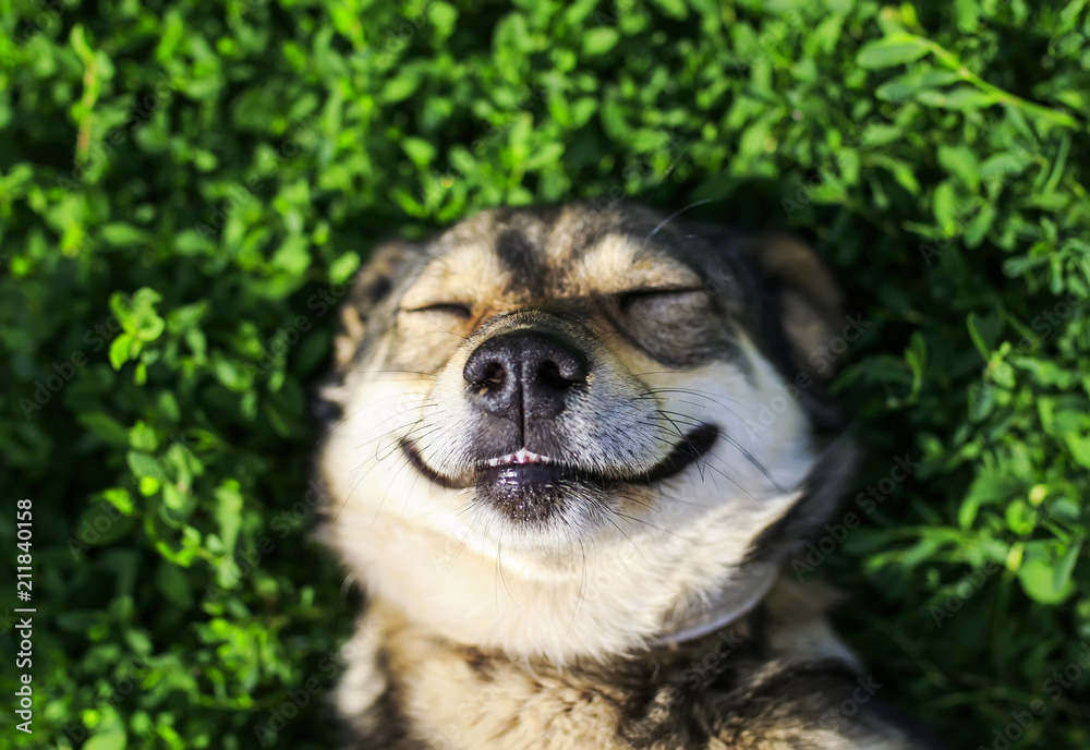 -cute dog lying on lush green grass with closed eyes from pleasure funny - obrazy, fototapety, plakaty 