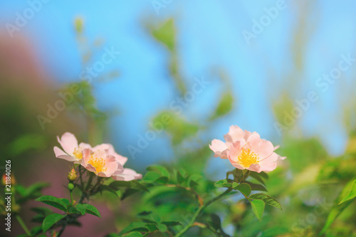 Rosa arkansana, the prairie rose or wild prairie rose