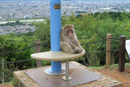 Bored monkey