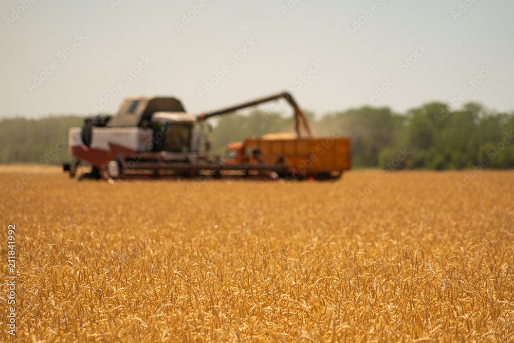 Obraz premium Combine harvester for harvesting wheat. 