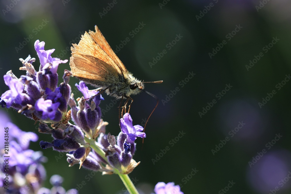 Lavendel Lavendel