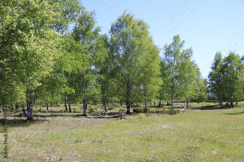 Laubbäume, Birken mit umgestürtzten Bäumen und Wurzeln, auf einer Steppe im Naturschutzgebiet Sanddünen in Baden-Baden Sandweier