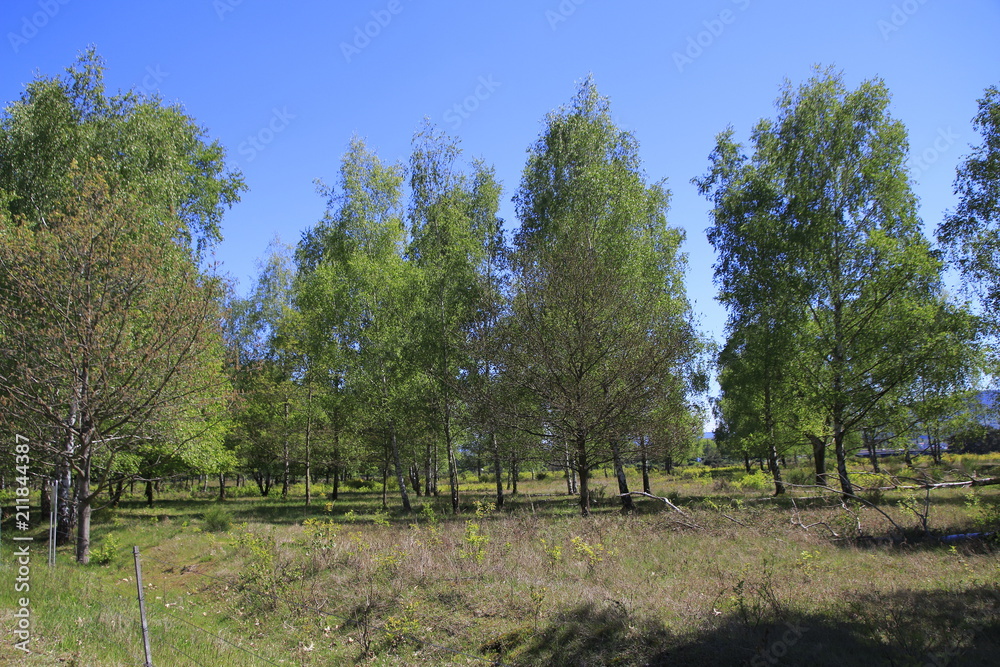 Laubbäume, Birken mit umgestürtzten Bäumen und Wurzeln, auf einer Steppe im Naturschutzgebiet Sanddünen in Baden-Baden Sandweier
