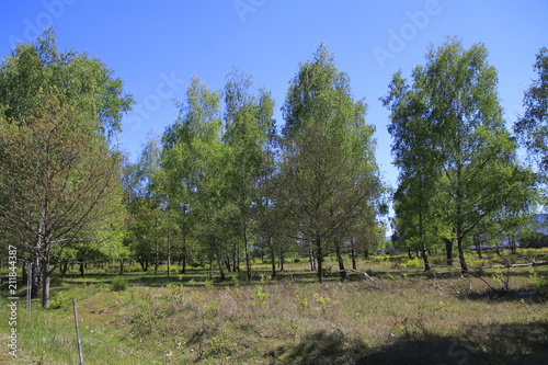 Laubbäume, Birken mit umgestürtzten Bäumen und Wurzeln, auf einer Steppe im Naturschutzgebiet Sanddünen in Baden-Baden Sandweier