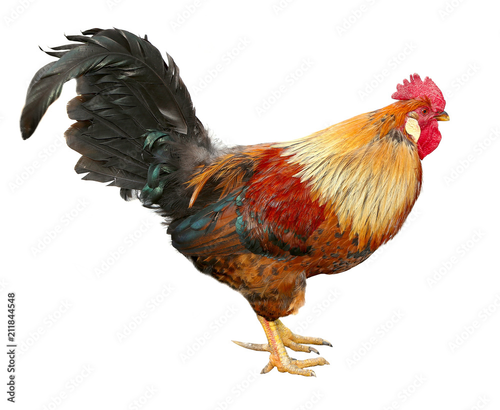 Fototapeta premium Colorful beautiful male rooster isolated on white background