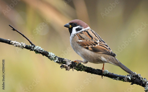 Tree sparrow (Passer montanus)