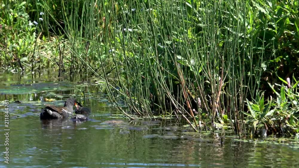Common Moorhen feeding it’s chick on the water. Common Moorhen feeding it’s chick on the water.