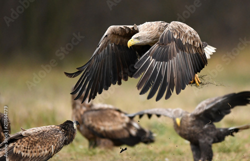 White tailed eagle  Haliaeetus albicilla 