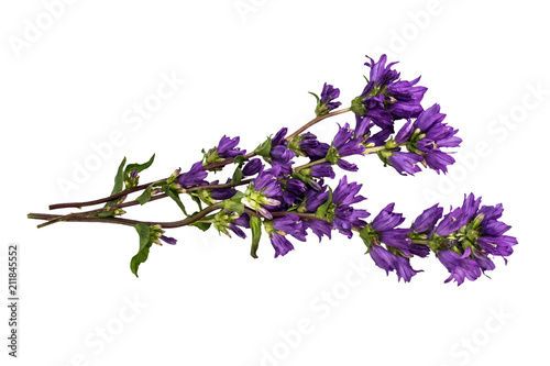 Clustered bellflower (Campanula glomerata) isolated on white