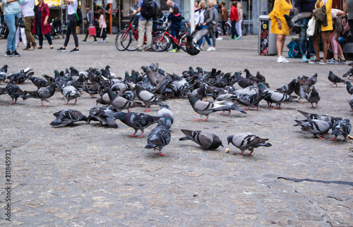 Doves in Amsterdam