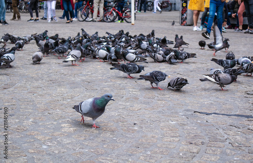 Doves in Amsterdam