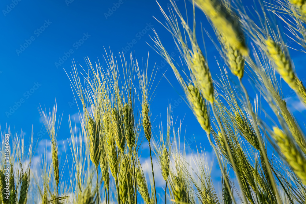 Obraz premium Wheat reaching towards the sky