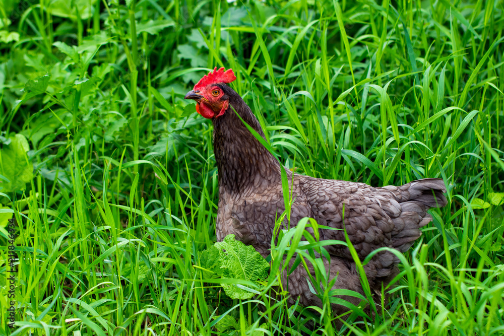 hen and green grass - free range chicken - one hen and green grass - free range chicken - one