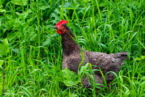  hen and green grass - free range chicken - one