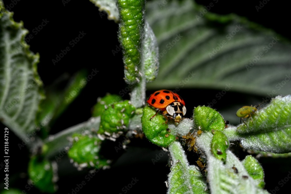 Fototapeta premium Marienkäfer auf grünem Blatt mit vielen Blattläusen und dunklem Hintergrund