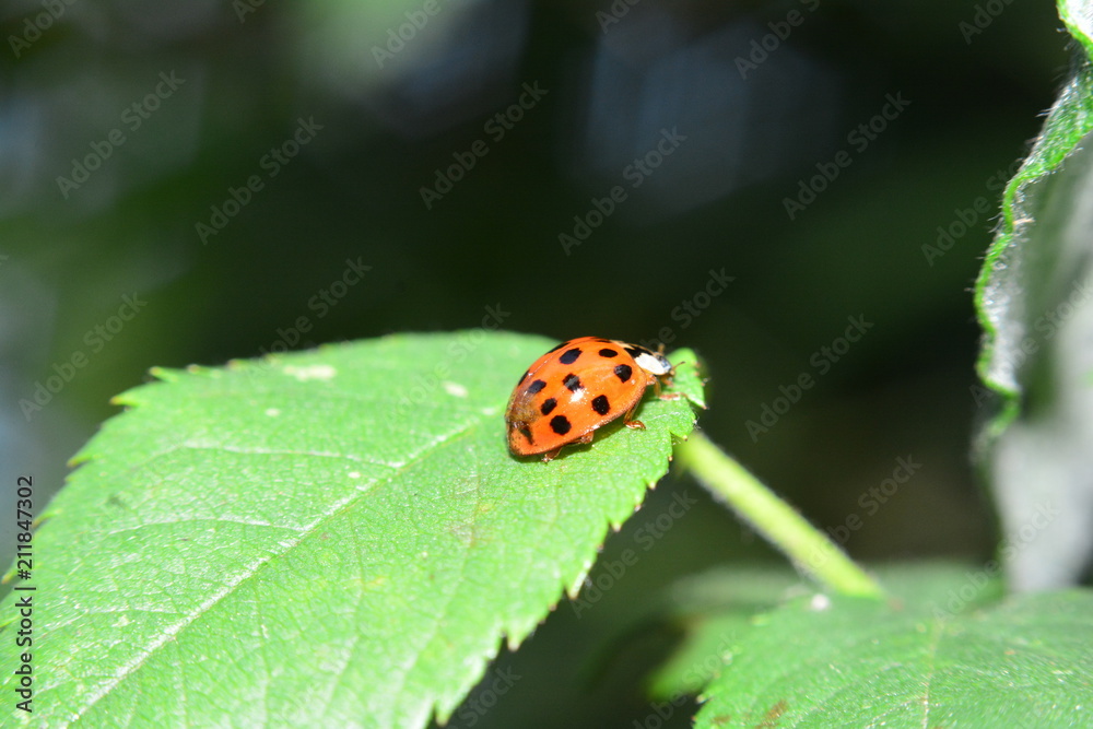Marienkäfer auf grünem Blatt in der Natur Marienkäfer auf grünem Blatt in der Natur
