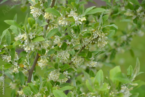 Elaeagnus umbellata in bloom