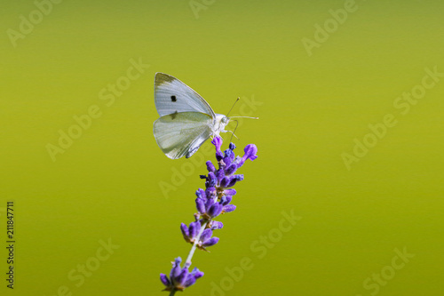 Kohlweißling (Pieris brassicae) sitzt auf Lavendel photo