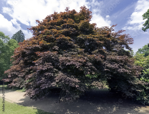 Fagus Sylvatica Purpurea, also known as Copper Beech or Purple Beech - Uckfield, United Kingdom photo