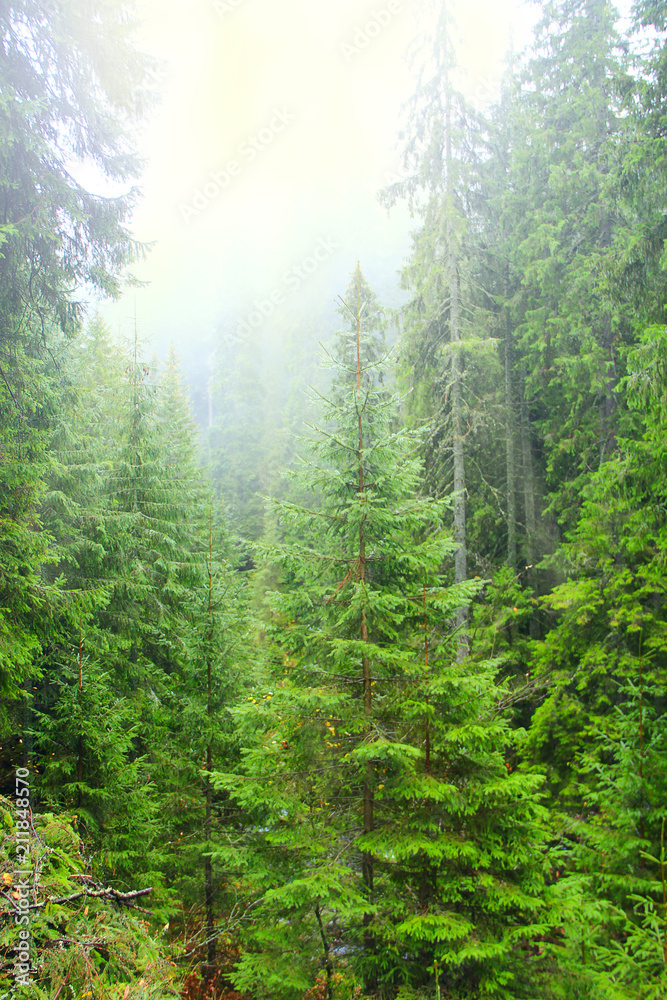 Fototapeta premium Forest with fir-trees after first snow in year in sunny rays. Dense fir wood