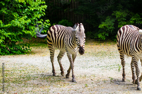 The running zebras