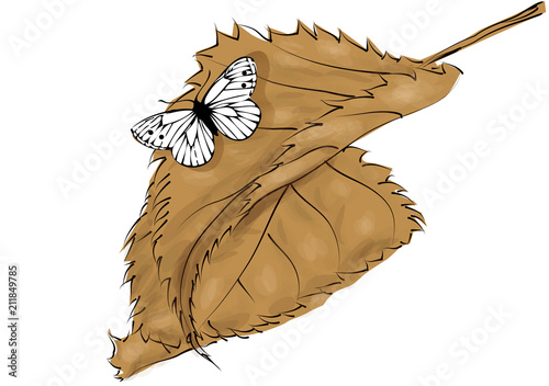 Autumn brown leaves and butterfly