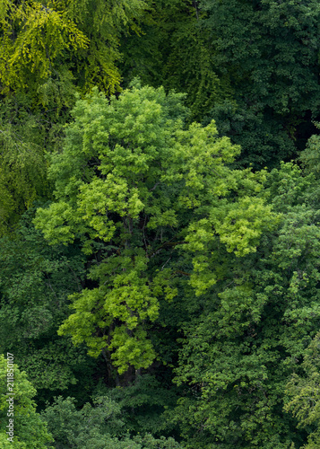 Aufsicht auf Wald / Baumkronen / Luftaufnahme / Grüne Bäume © Christian Palent