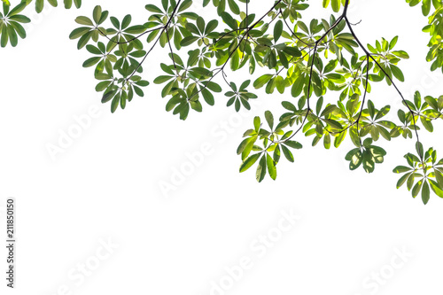 Leaf of Suicide tree on white background, used for background image.