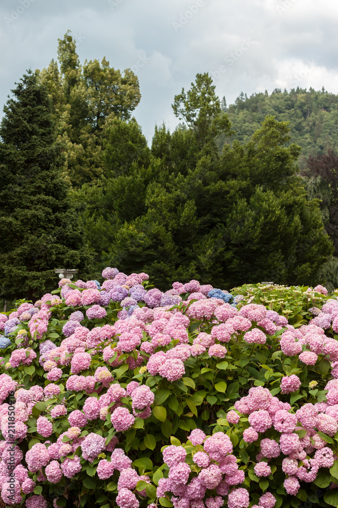 Obraz premium colorful blooming hydrangea background