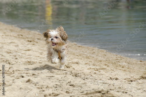 Shih Tzu Dog Breed - Shih Tzu Puppy running on beach © Jove