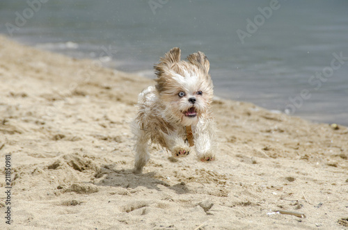 Shih Tzu Puppy - Shih Tzu Dog Breed © Jove