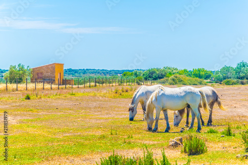Horses are grazing Albufera national park at Mallorca, Spain