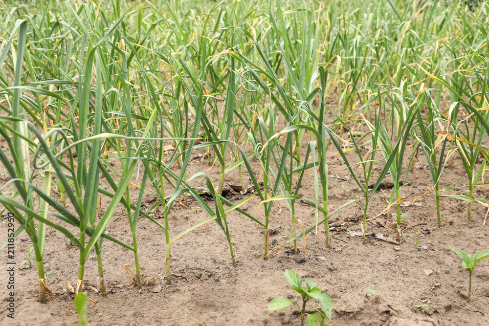Green garlic sprouts growing in field Green garlic sprouts growing in field