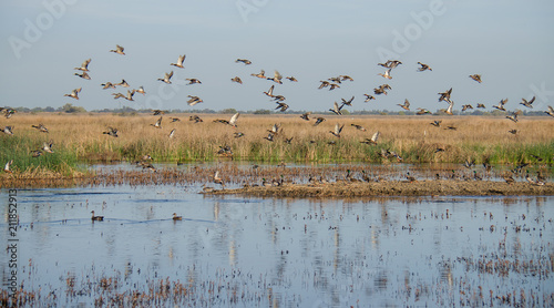 Mixed flock of ducks flying over wetlands