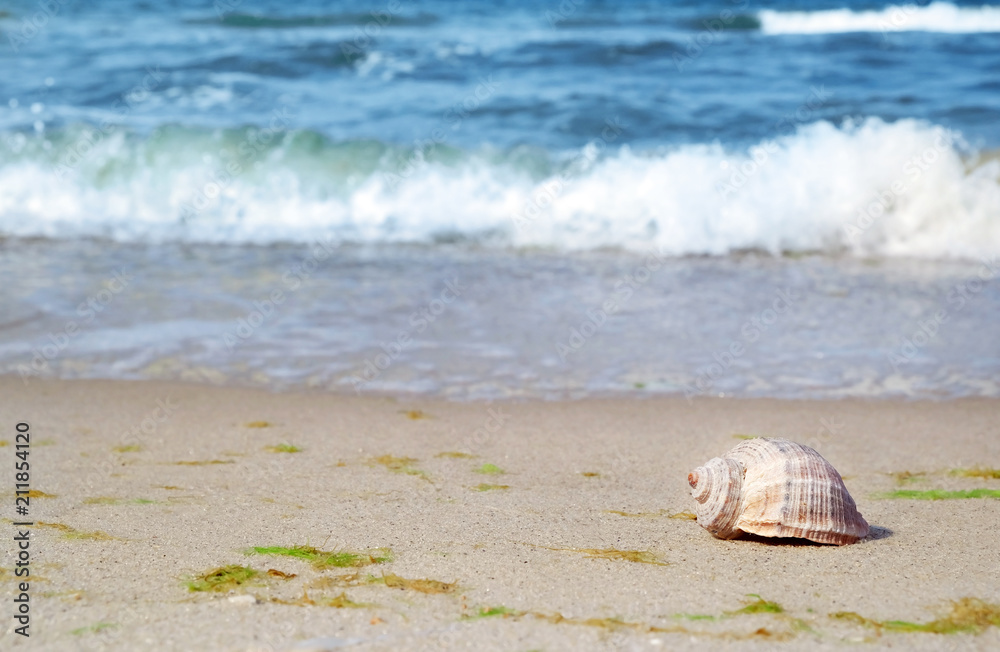 Shell on sand at sea shore. Summertime Shell on sand at sea shore. Summertime